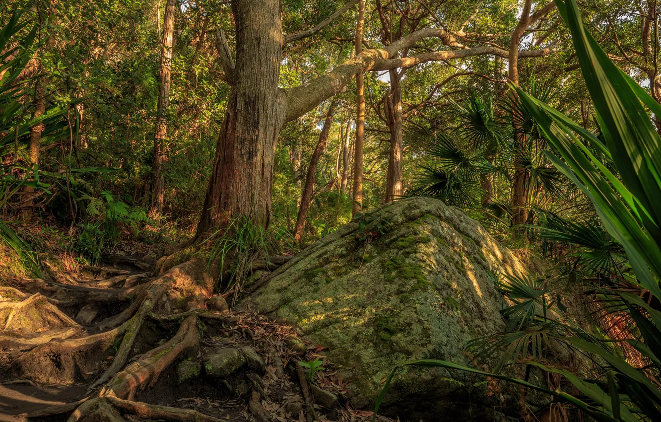 Photo wallpaper forest, trees, roots, tropics, stones, moss