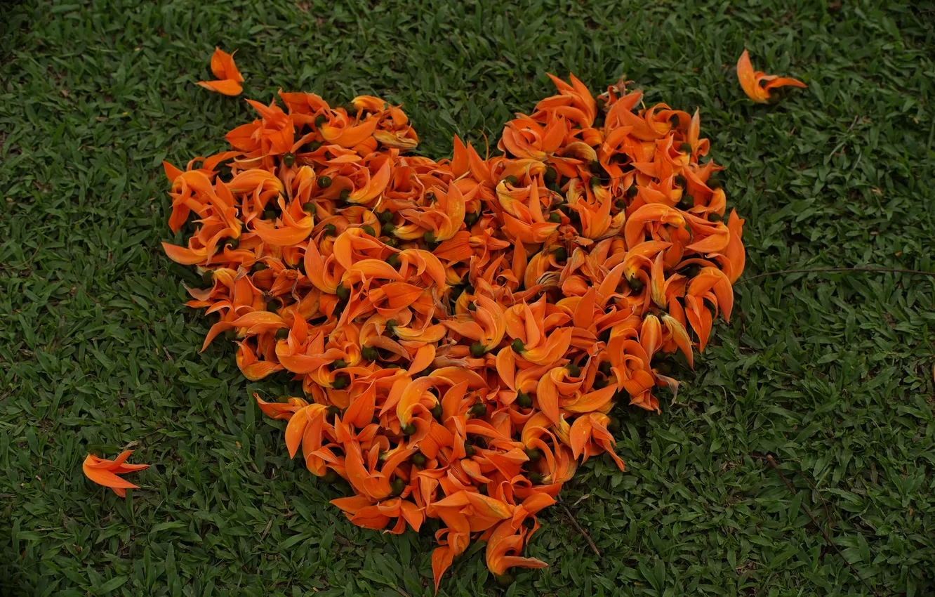 Photo wallpaper love, heart, petals, hearts