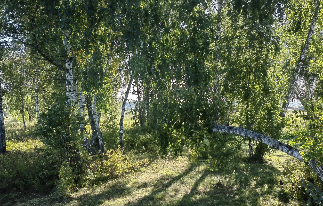 Photo wallpaper greens, birch, birch grove