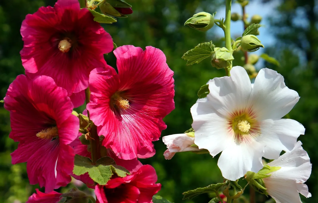 Photo wallpaper flower, fall, blooming, holyhocs