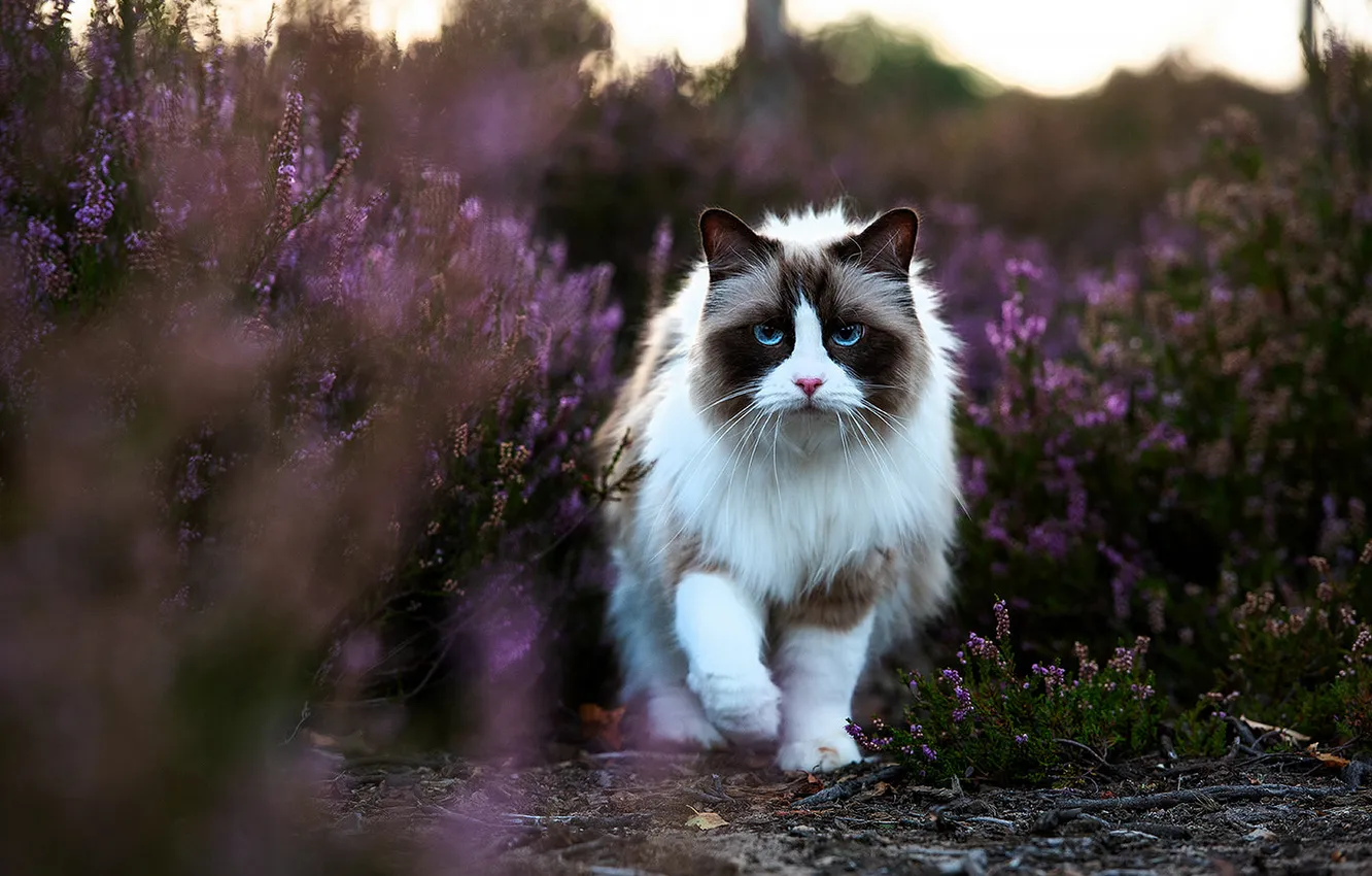 Photo wallpaper cat, cat, look, flowers, pose, face, Heather, Ragdoll