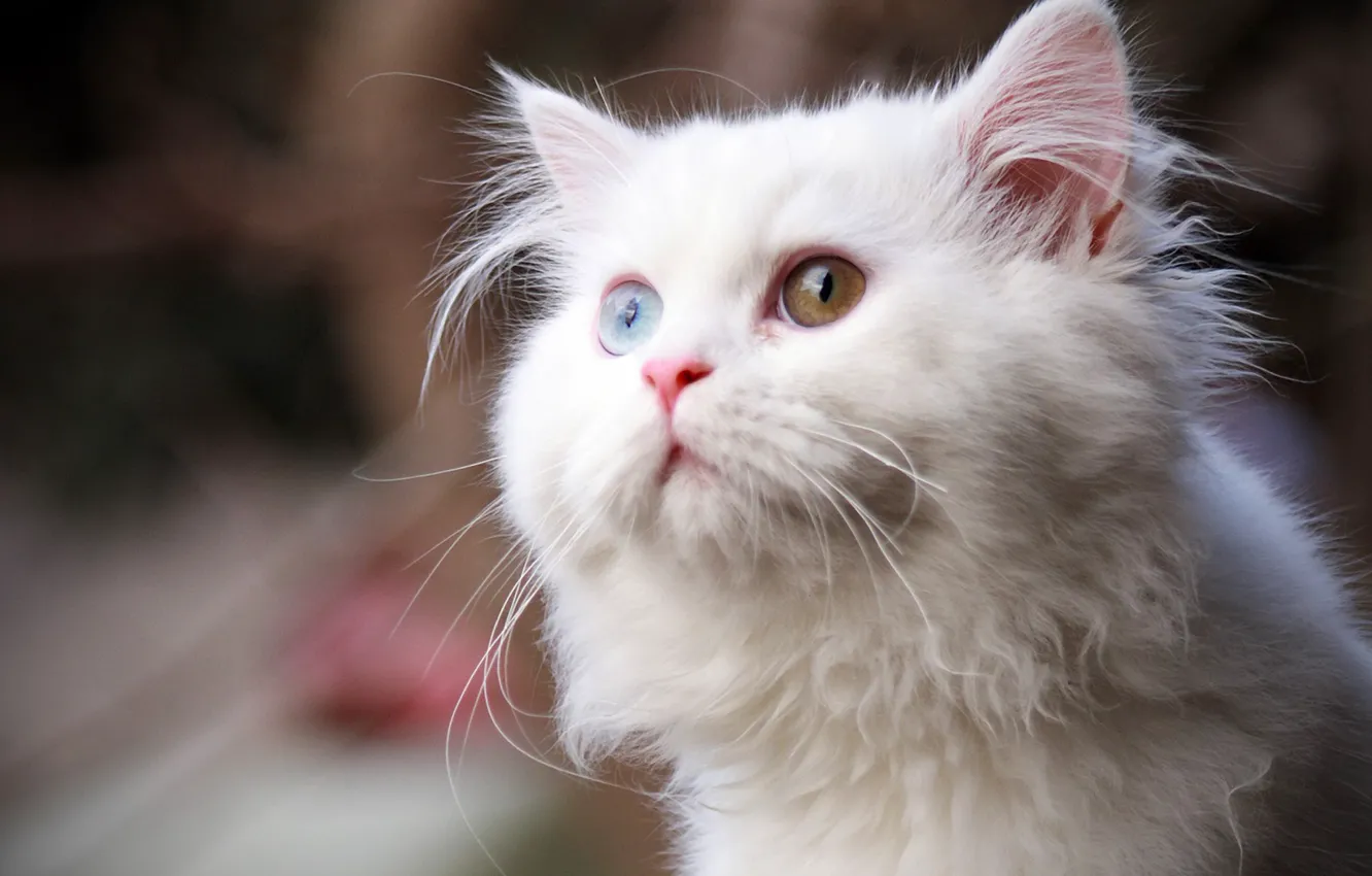 Photo wallpaper cat, white, different eyes