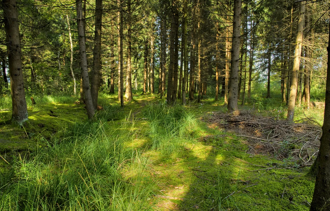 Photo wallpaper forest, summer, grass, trees