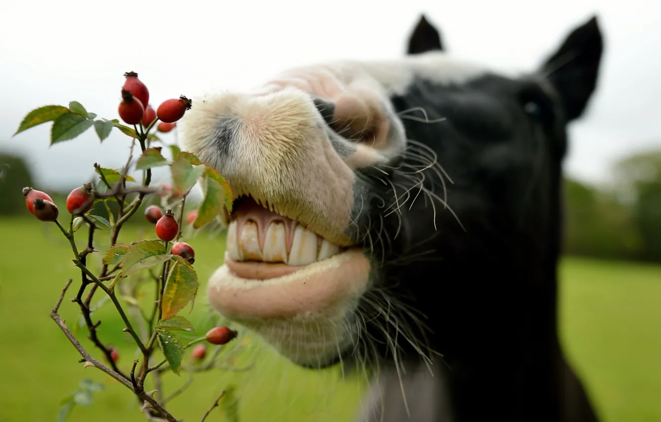 Photo wallpaper face, horse, teeth, briar