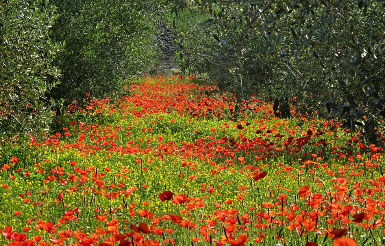 Photo wallpaper field, summer, landscape, flowers, red, nature, Maki, poppy field