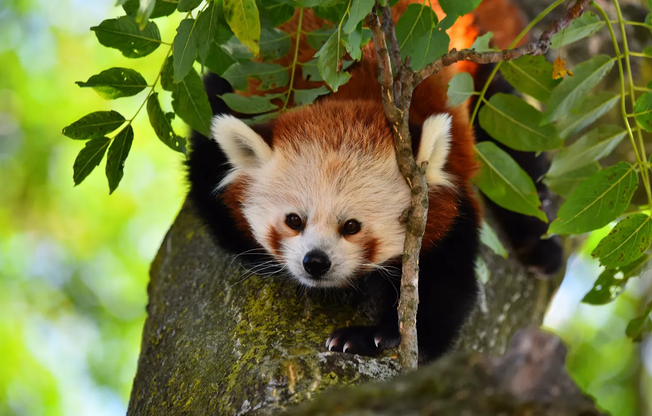 Photo wallpaper face, leaves, trees, branches, paws, red Panda, red Panda, dendrobates