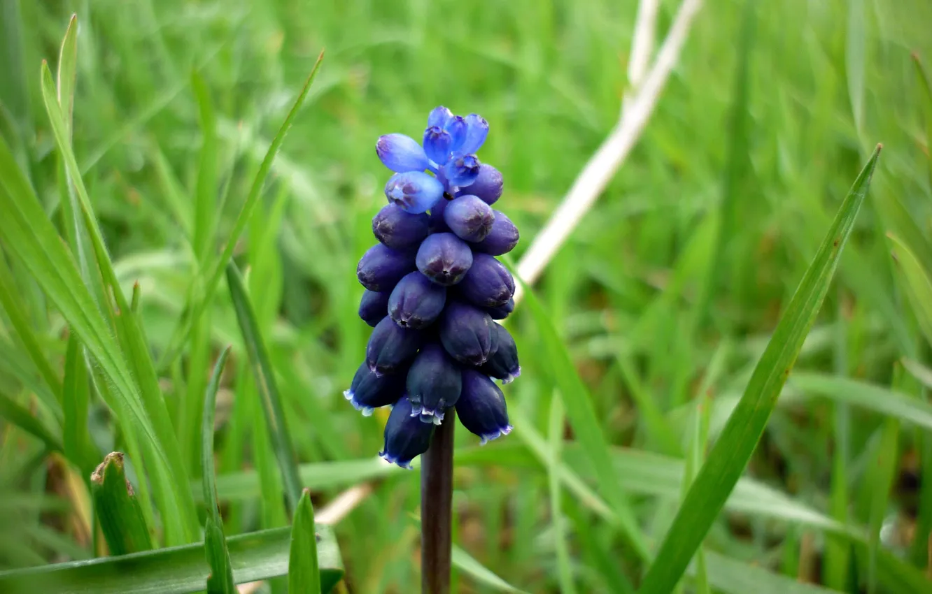 Photo wallpaper grass, nature, dew