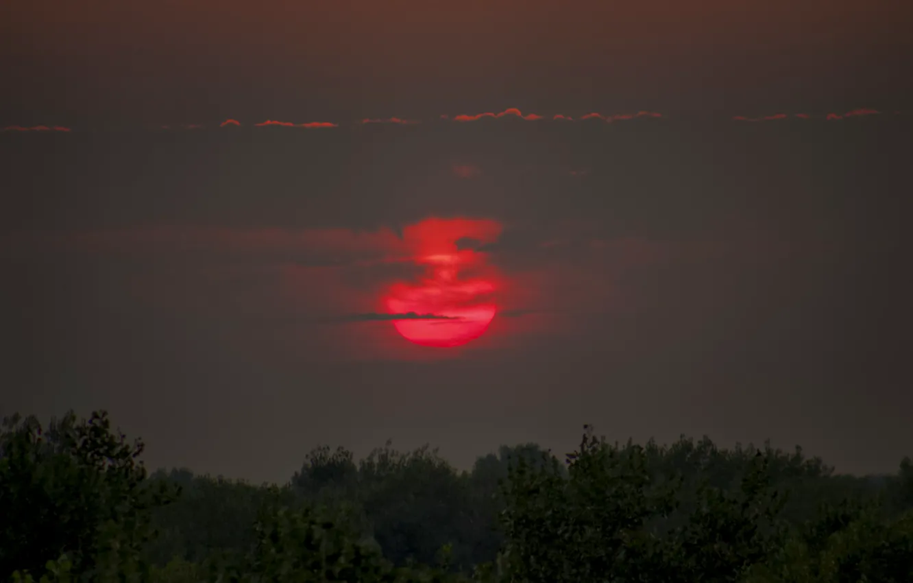 Photo wallpaper the sky, clouds, trees, sunset, the evening, glow, colnze
