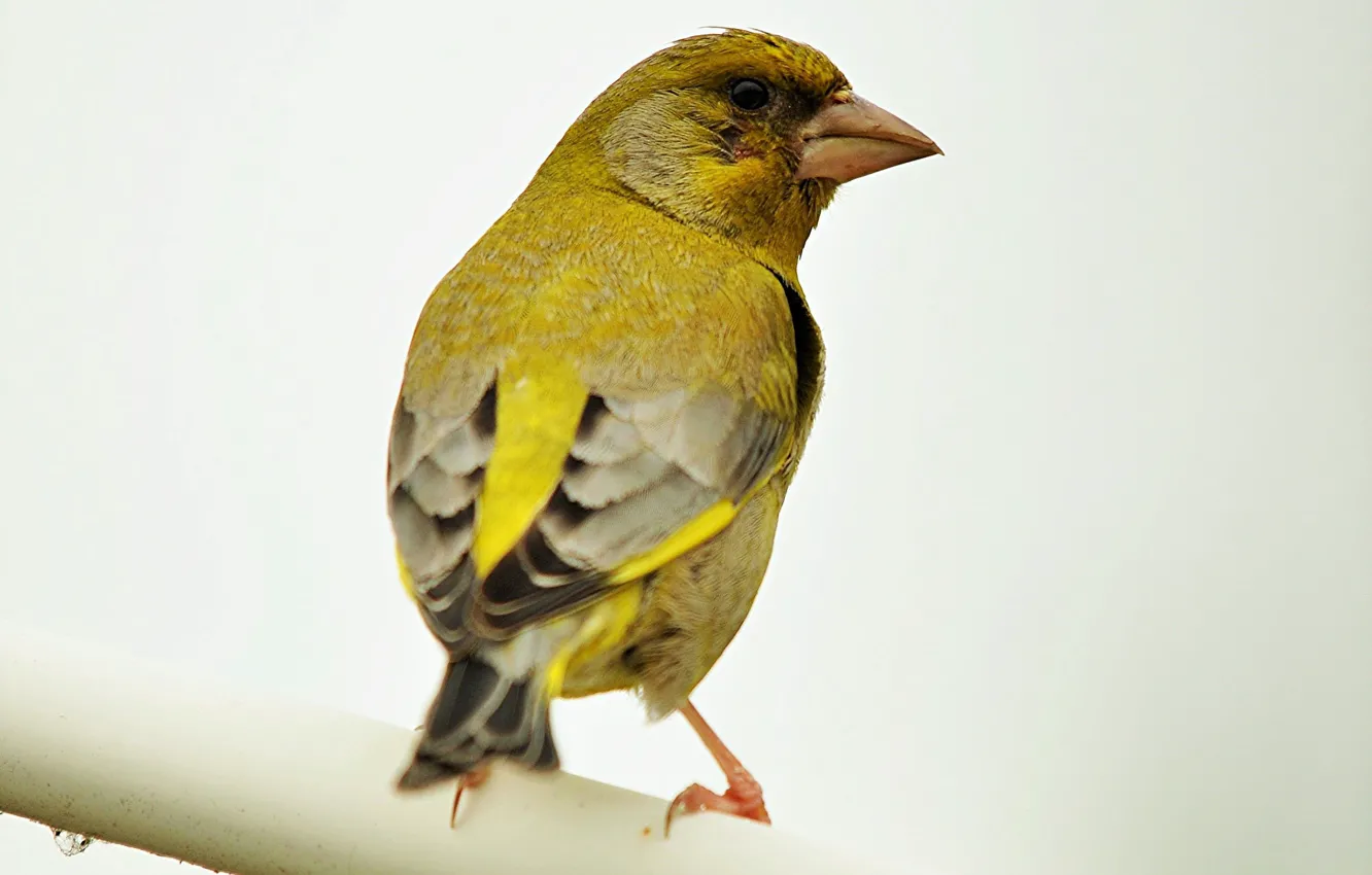 Photo wallpaper bird, beak, Common zelenushka