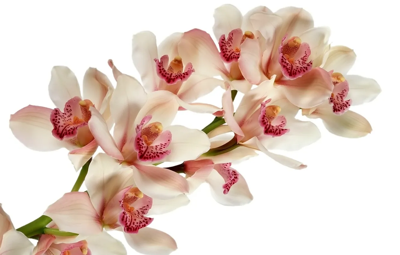 Photo wallpaper flowers, white background, Orchid, pink and white