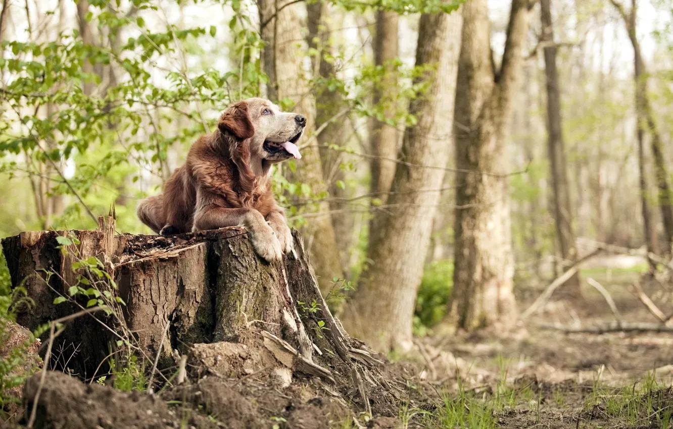 Photo wallpaper forest, trees, stump, dog