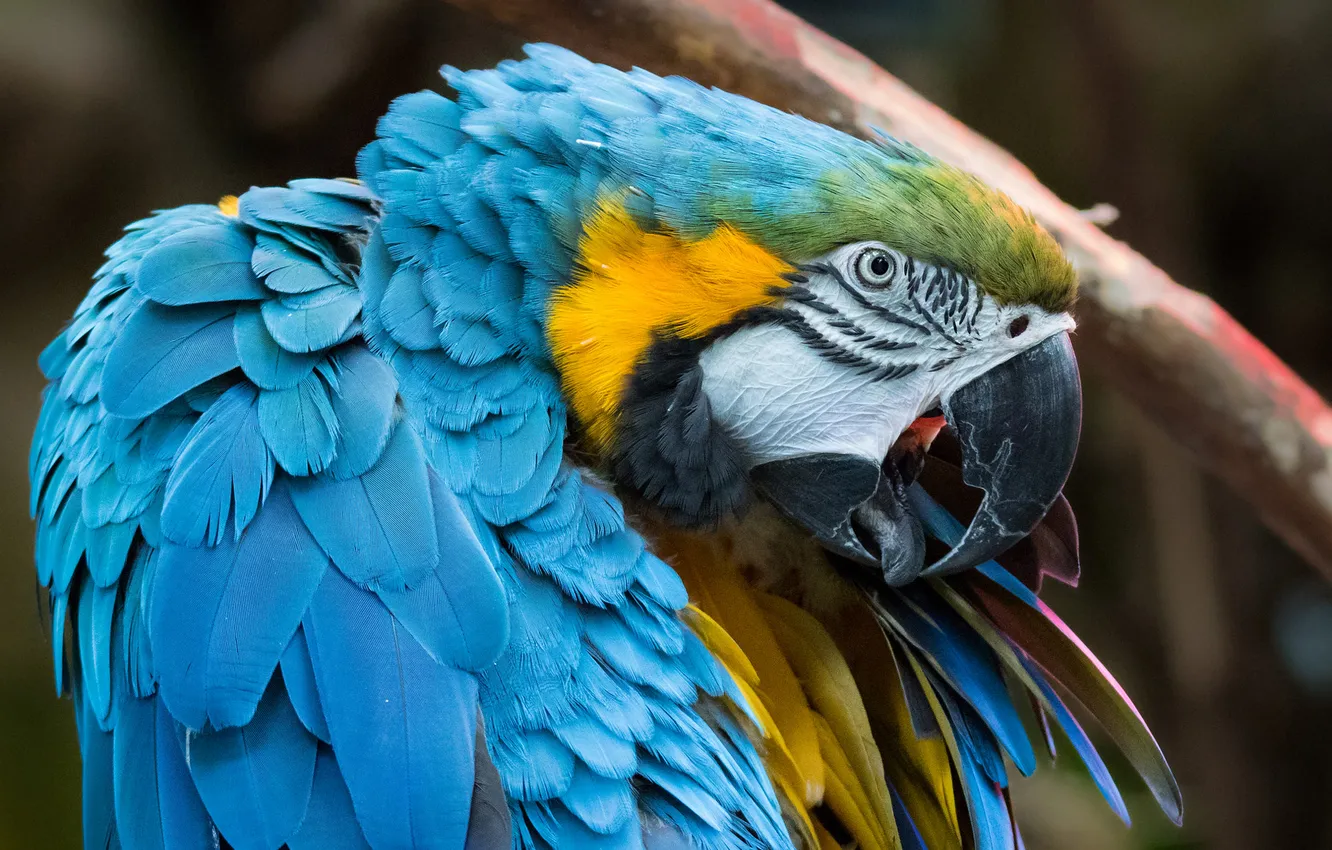 Photo wallpaper look, branches, blue, bird, portrait, feathers, parrot, Ara