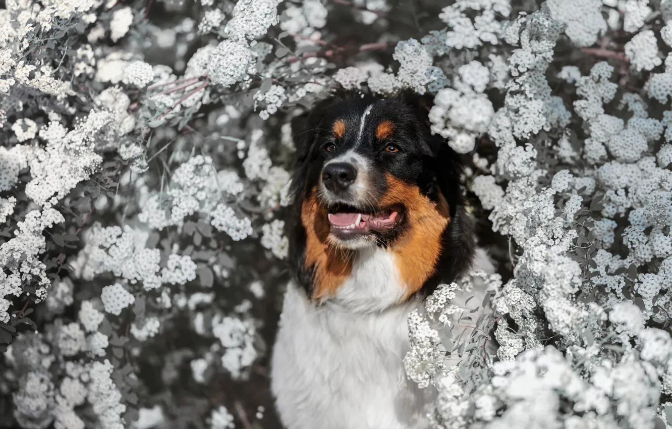 Photo wallpaper dog, flowering, Aussie