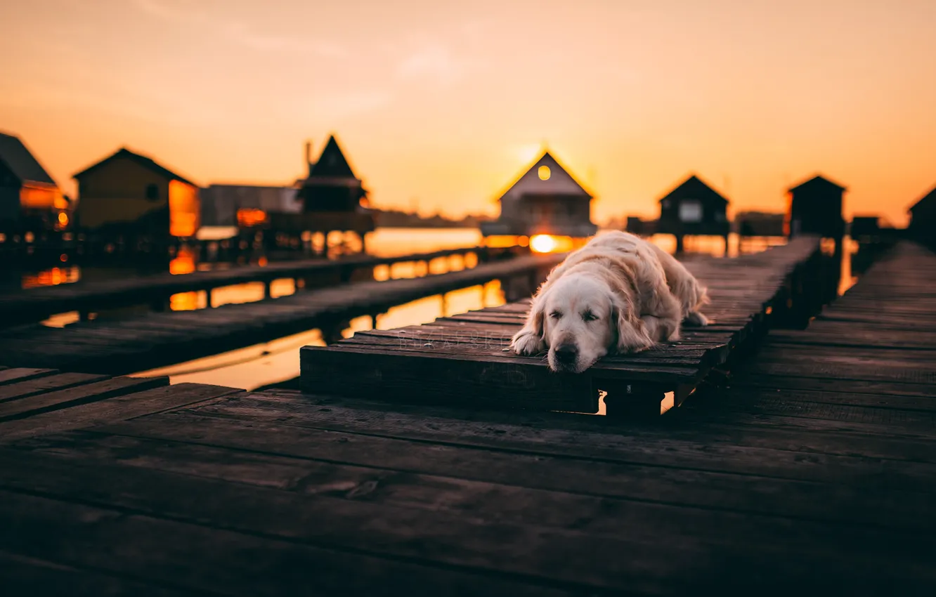 Photo wallpaper sunset, bridge, each, dog