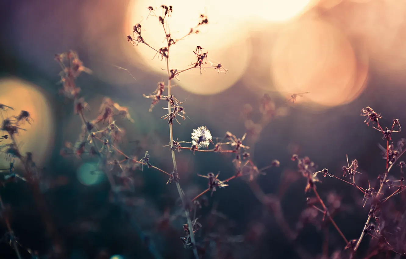 Photo wallpaper field, grass, sunset