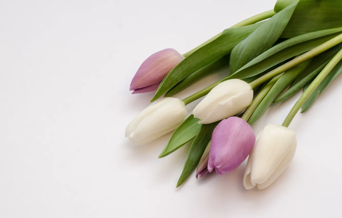 Photo wallpaper purple, flowers, tulips, white, white, flowers, tulips, purple