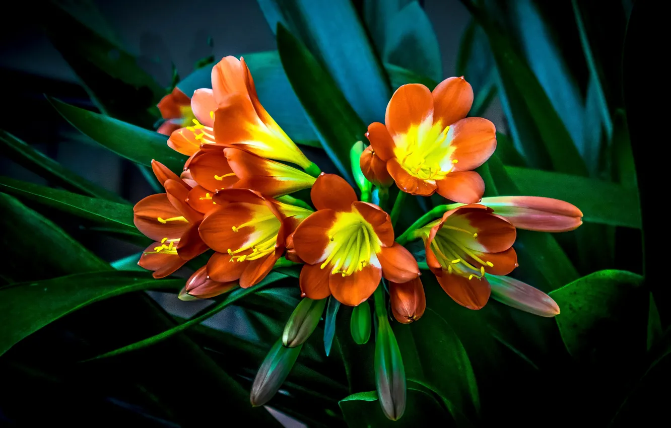 Photo wallpaper leaves, flowers, alstremeria, Alstroemeria
