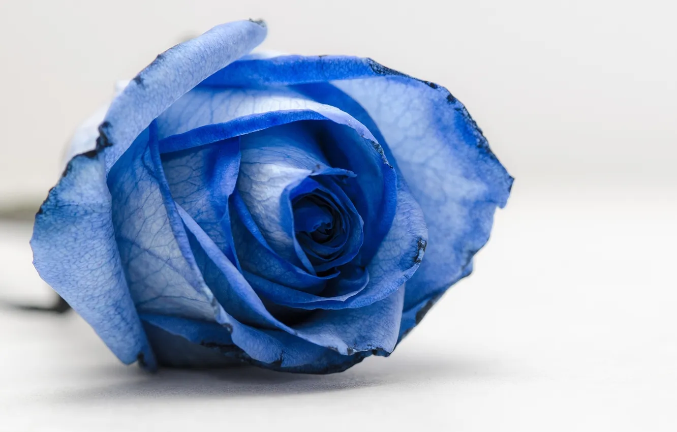 Photo wallpaper macro, flowers, blue, roses, petals