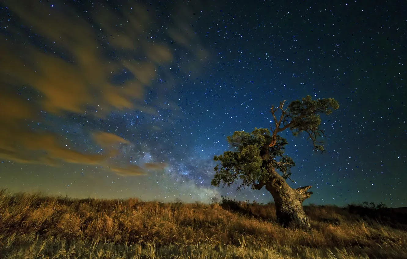 Photo wallpaper field, night, tree