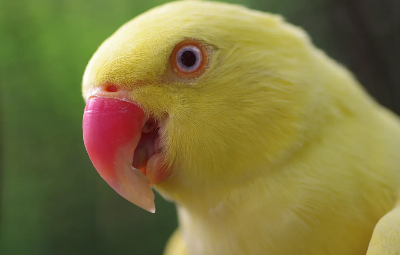 Photo wallpaper yellow, bird, Wallpaper, beak, Parrot