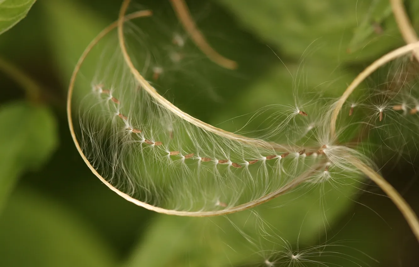 Photo wallpaper macro, nature, fuzzes