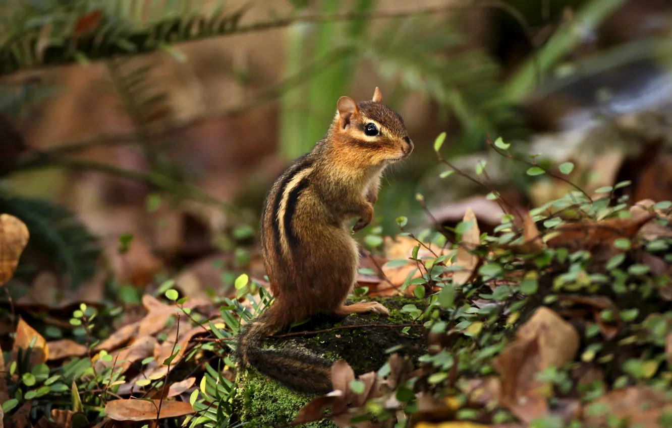Photo wallpaper look, nature, pose, glade, vegetation, Chipmunk, face, fern