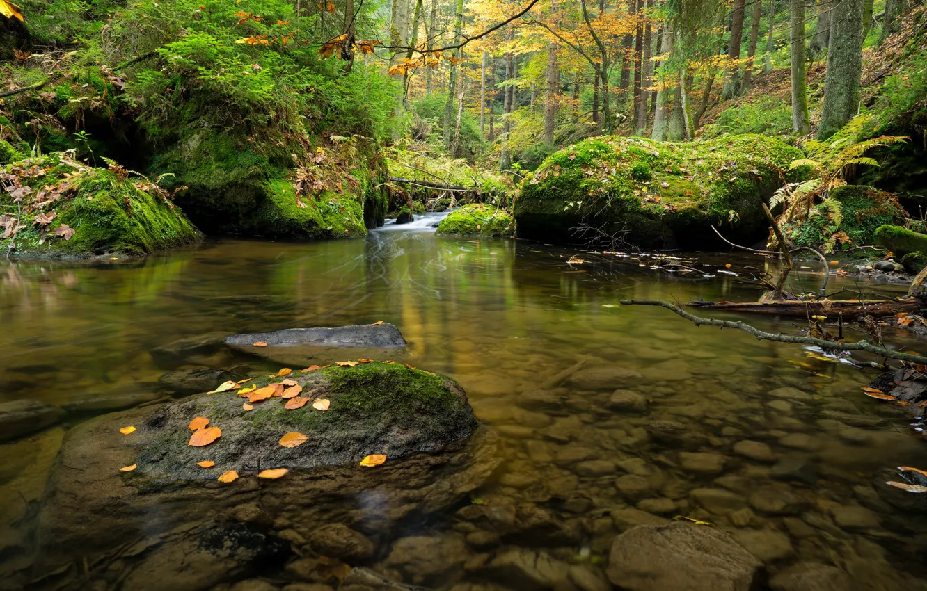 Photo wallpaper forest, Czech Republic, river