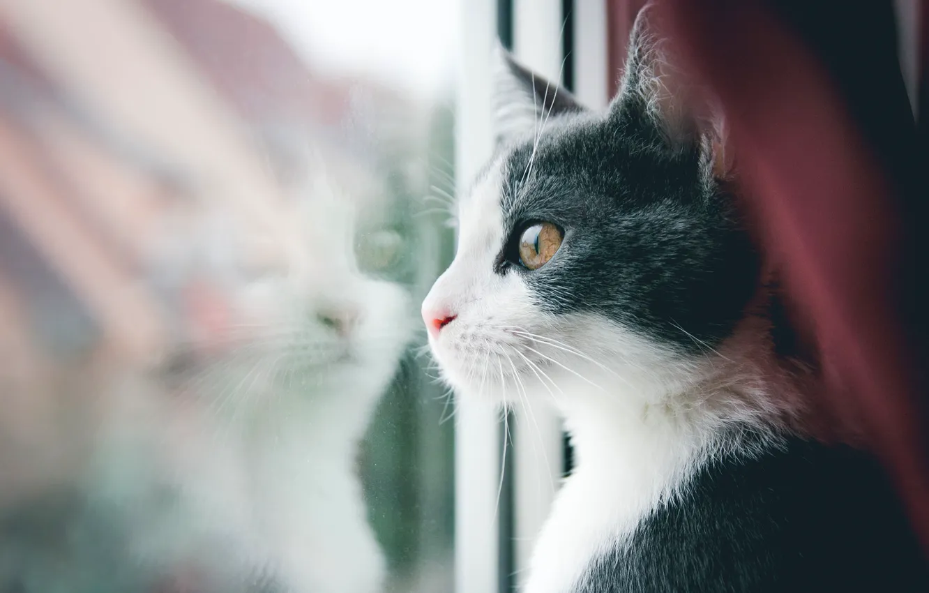 Photo wallpaper cat, mustache, Koshak, window, looks, Tomcat