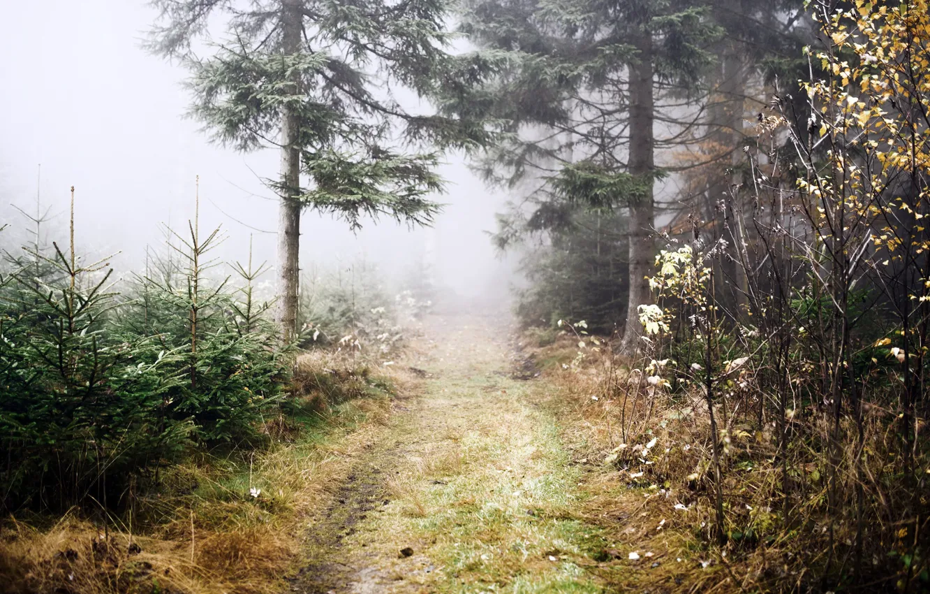 Photo wallpaper autumn, forest, fog