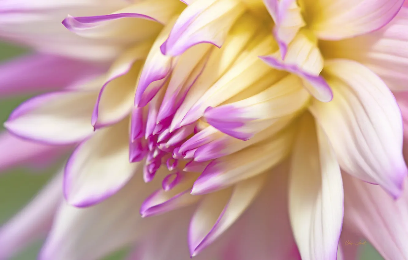 Photo wallpaper flower, macro, Dahlia