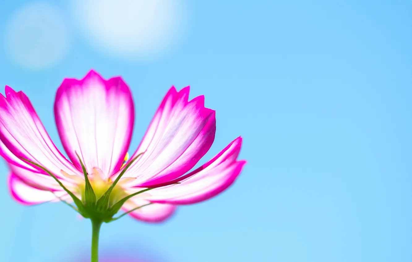 Photo wallpaper the sky, flowers, petals, stem