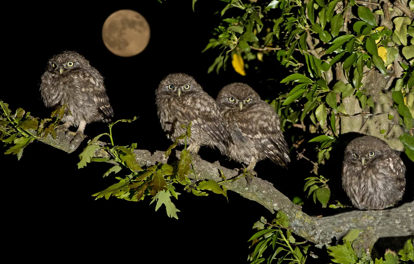 Photo wallpaper night, branches, bird, the moon, Chicks, family, brownies owls