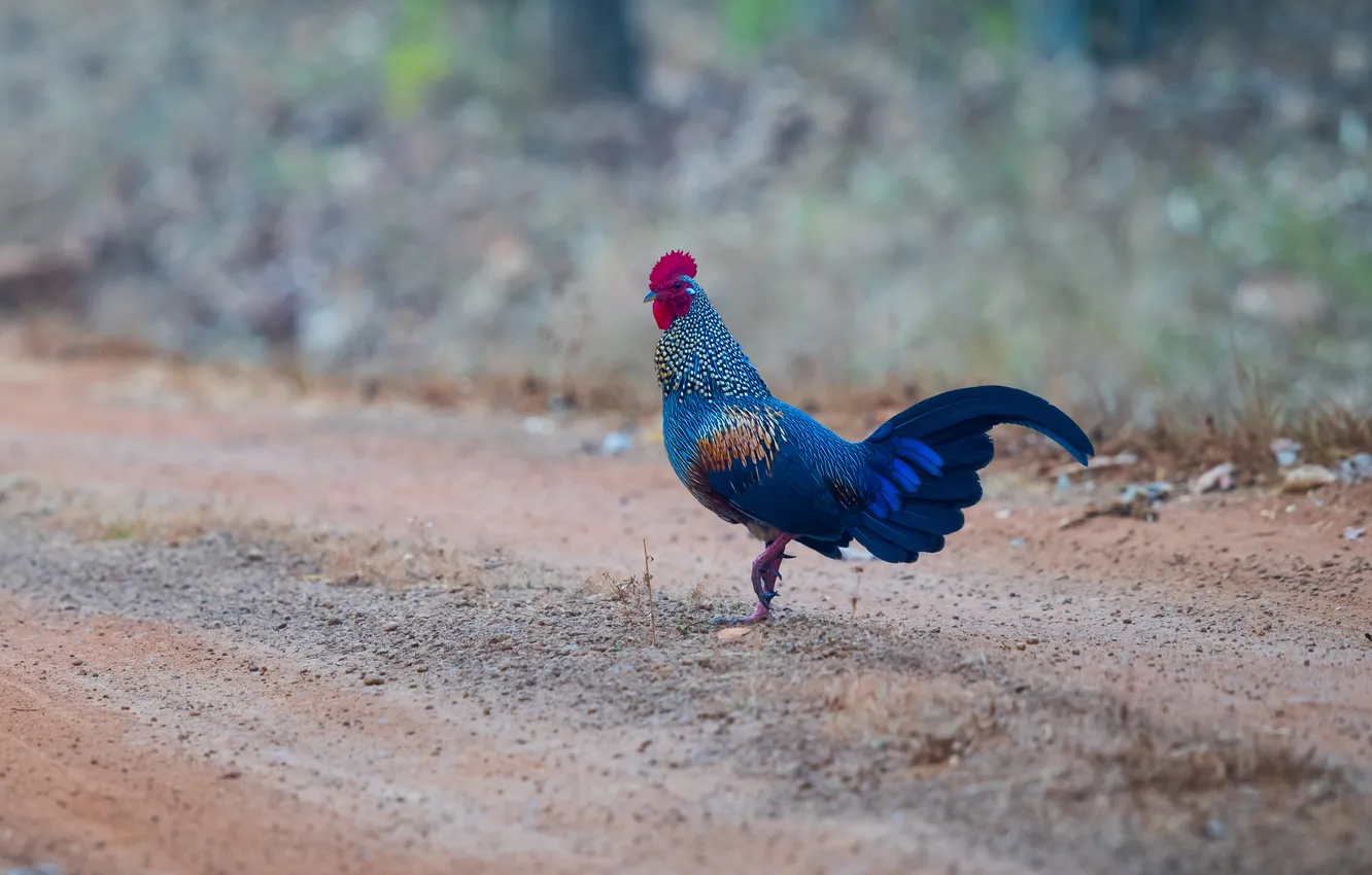 Photo wallpaper road, bird, cock