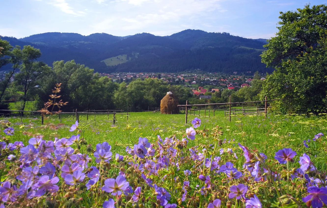 Photo wallpaper greens, field, summer, the sky, grass, trees, flowers, mountains