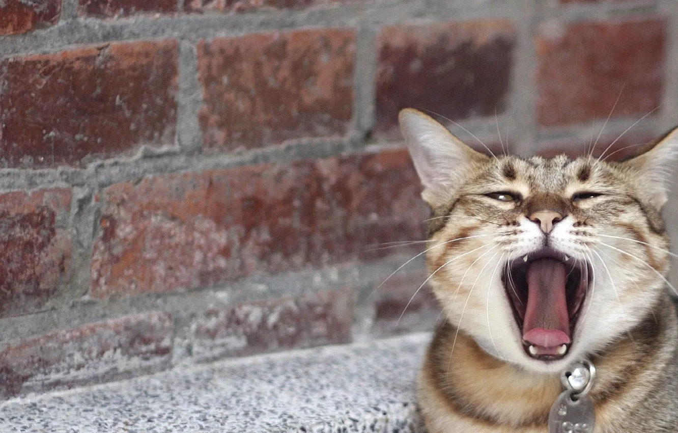 Photo wallpaper yawns, brick wall, tabby cat