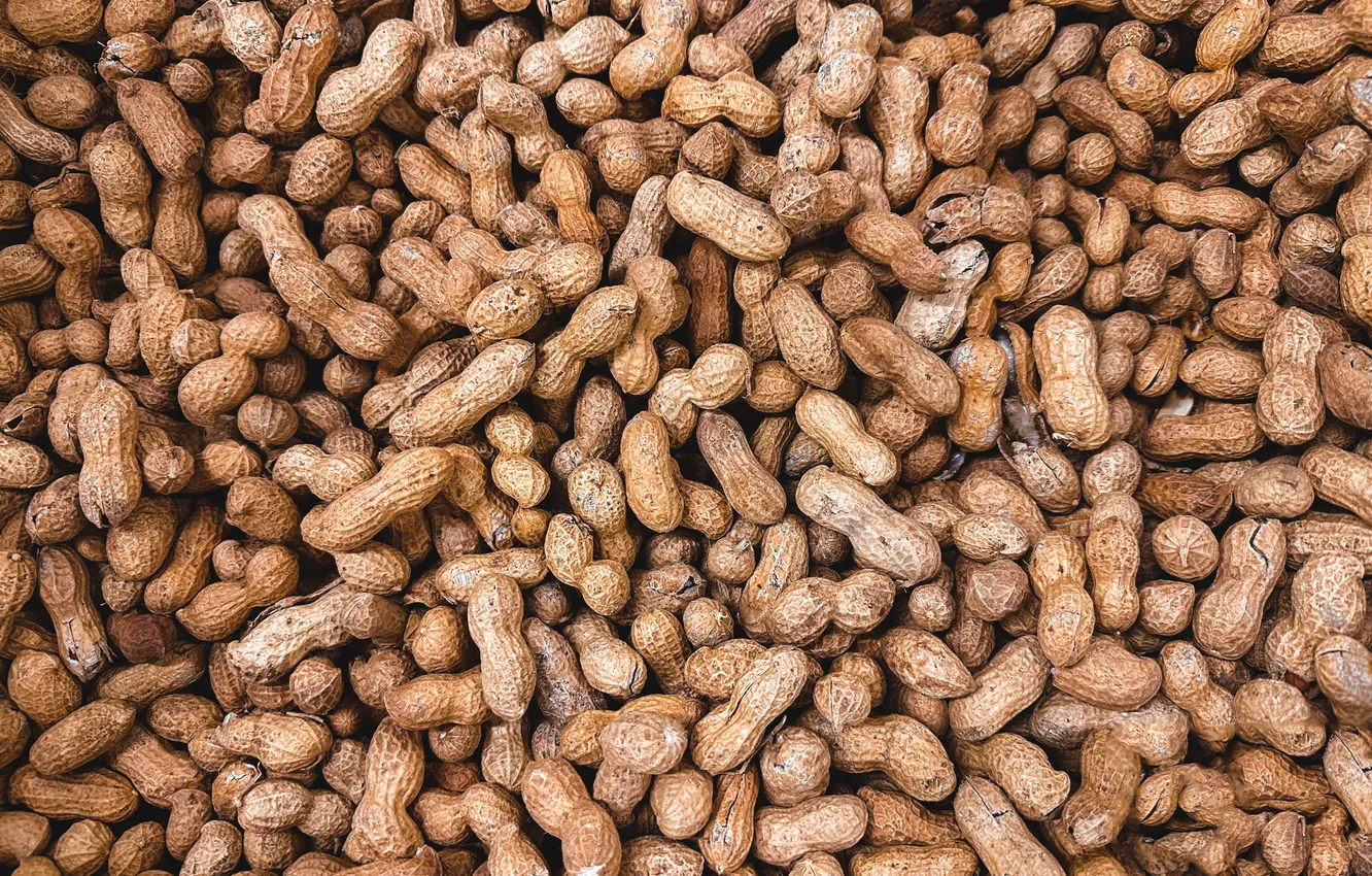 Photo wallpaper shells, quantity, peanuts