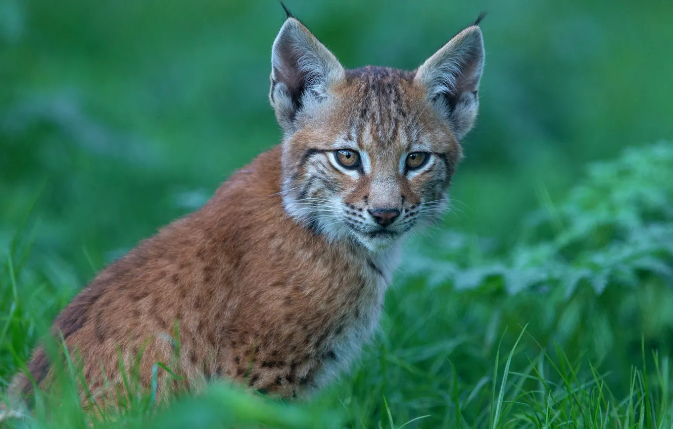 Photo wallpaper grass, look, face, nature, green, background, portrait, baby