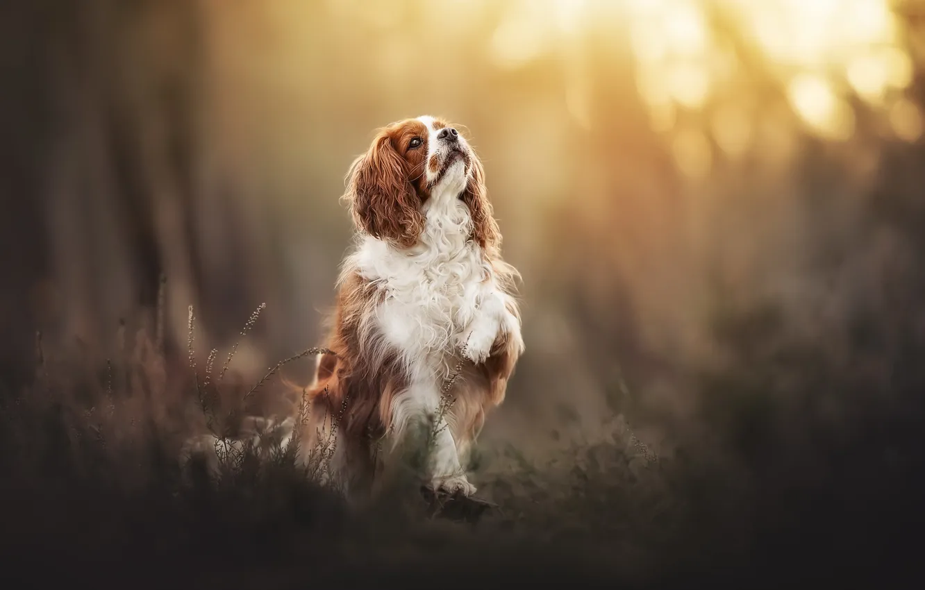 Photo wallpaper nature, each, dog
