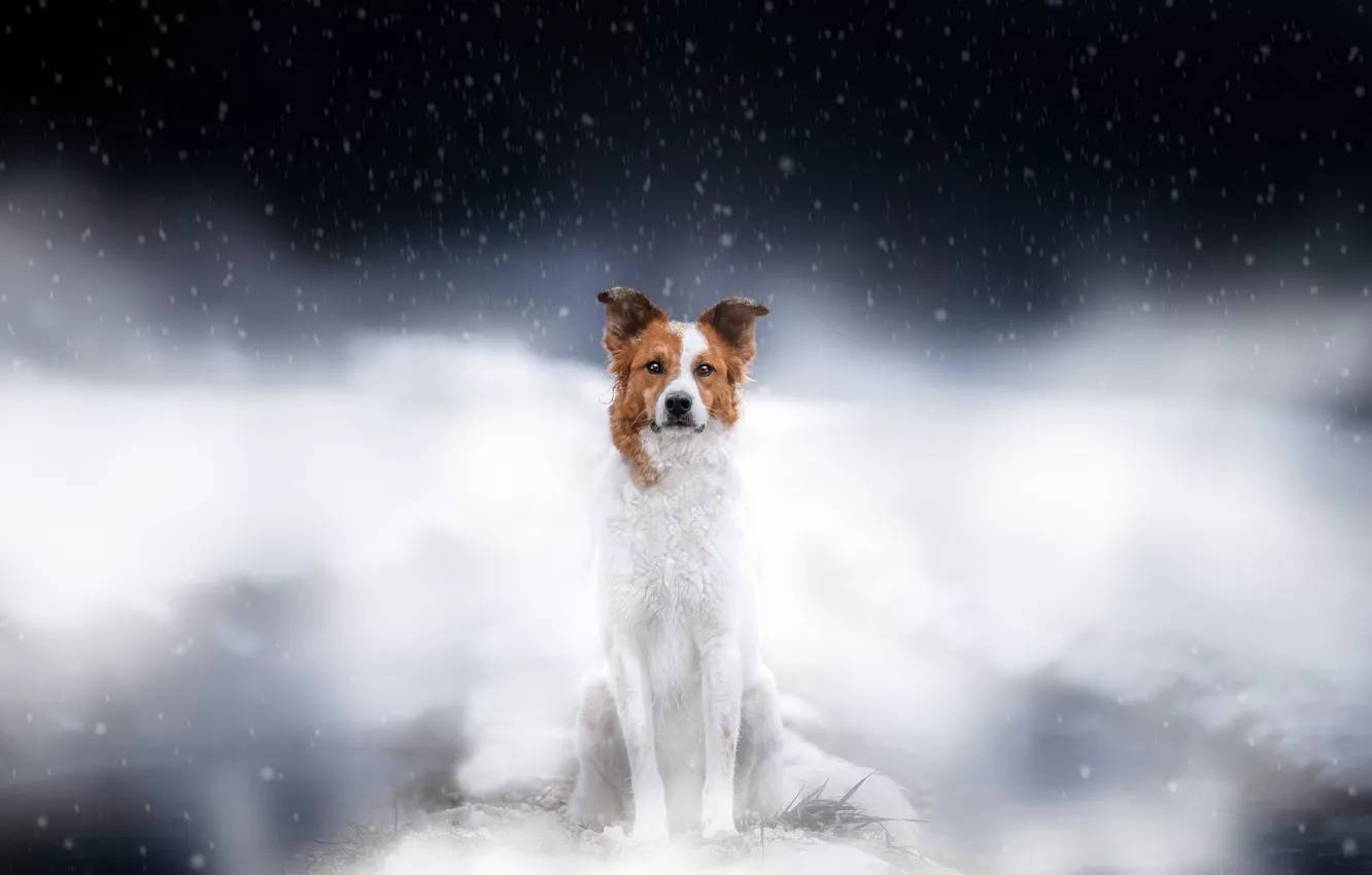 Photo wallpaper winter, field, look, snow, pose, fog, dog, paws