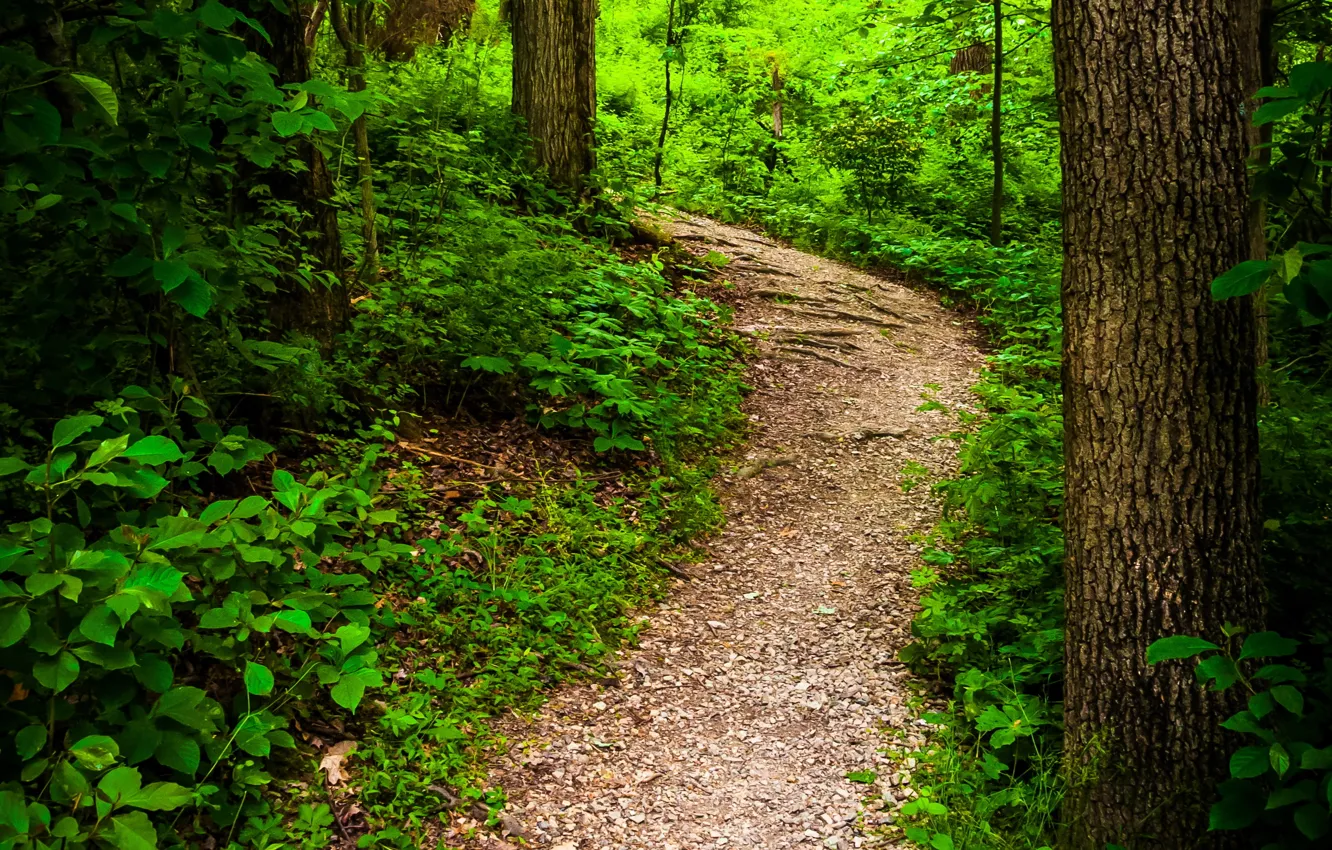 Photo wallpaper nature, Park, photo, trail, USA, the bushes, Pennsylvania, the trunk of the tree