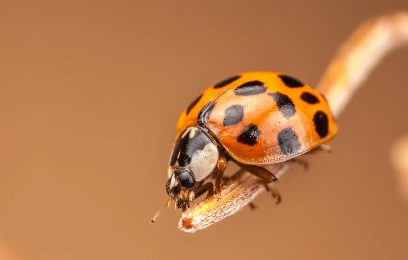 Photo wallpaper ladybug, stem, insect, bokeh