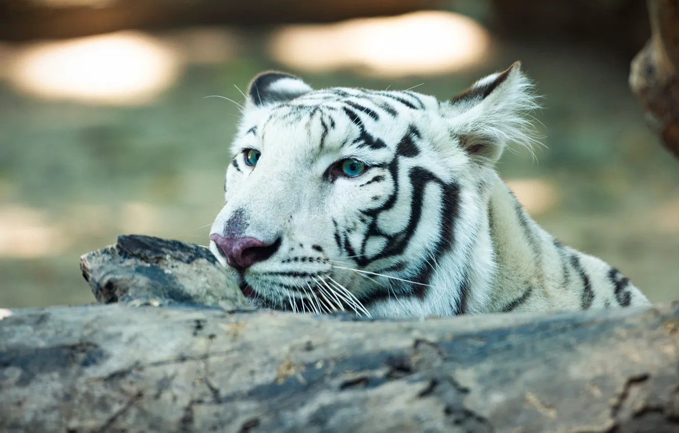 Photo wallpaper white, look, face, tiger, glare, background, portrait