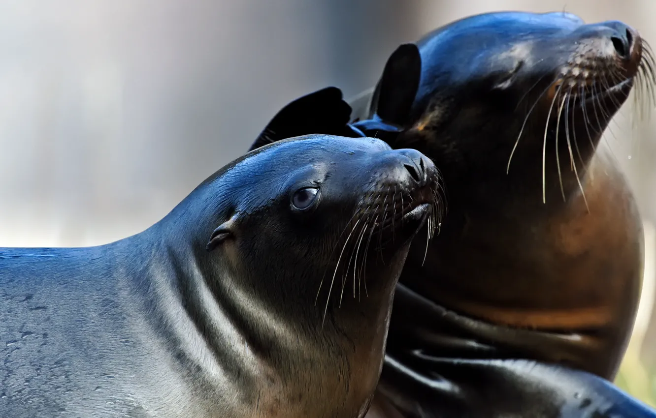 Photo wallpaper look, face, two, seal, wet, pair