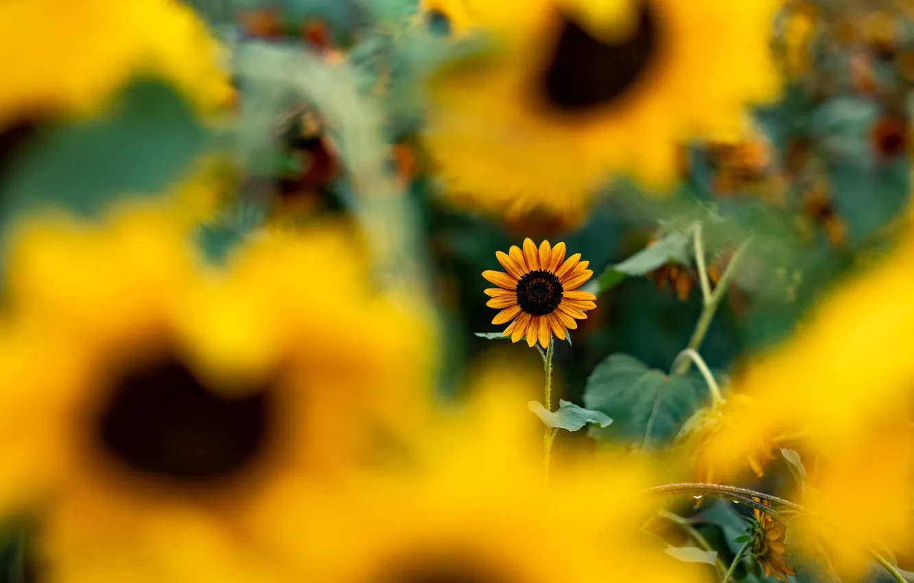 Photo wallpaper sunflowers, flowers, yellow, blur