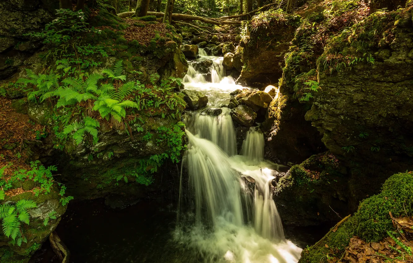 Photo wallpaper branches, stones, rocks, vegetation, waterfall, stream, fern