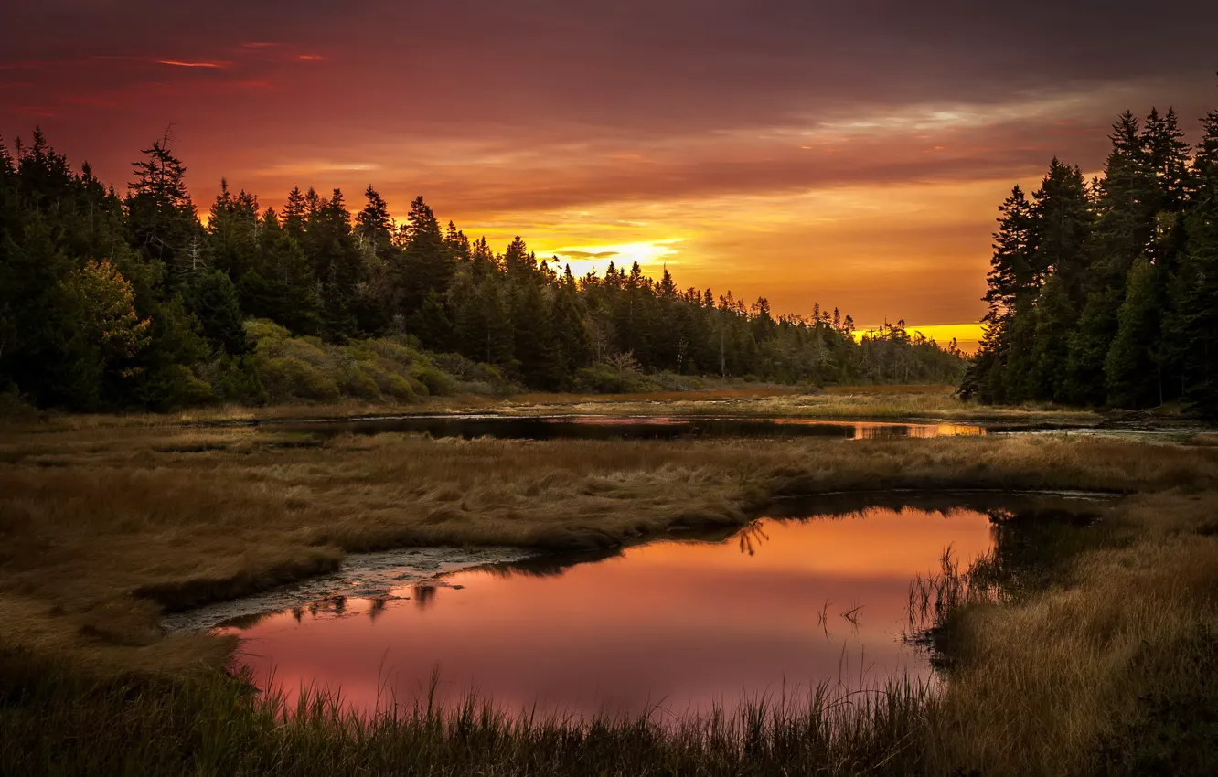 Photo wallpaper forest, landscape, sunset, lake