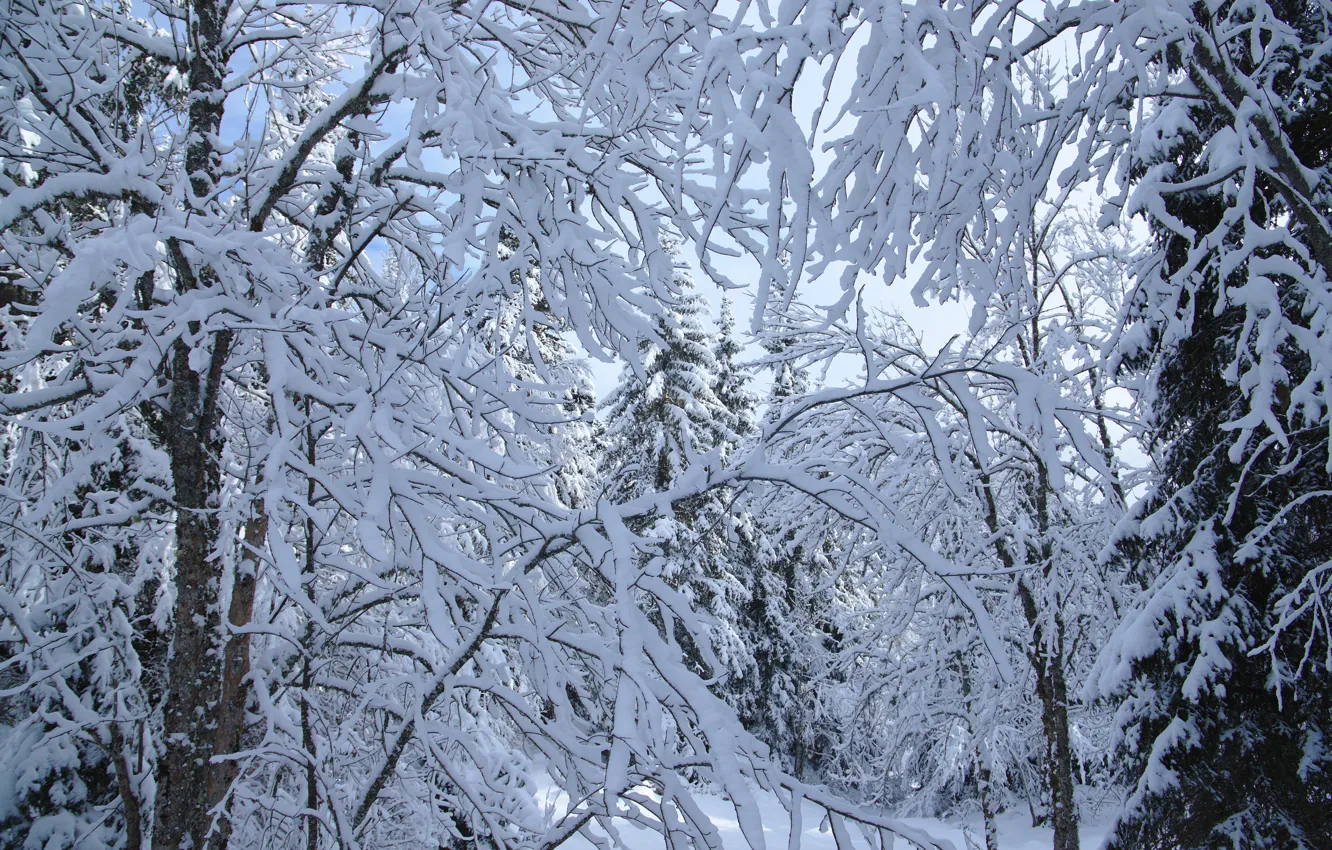 Photo wallpaper winter, forest, snow, branches, nature