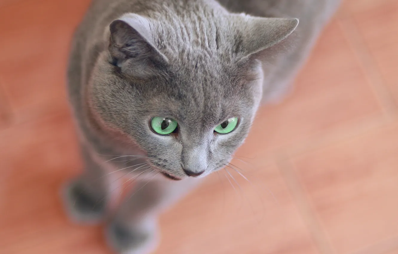 Photo wallpaper cat, eyes, house