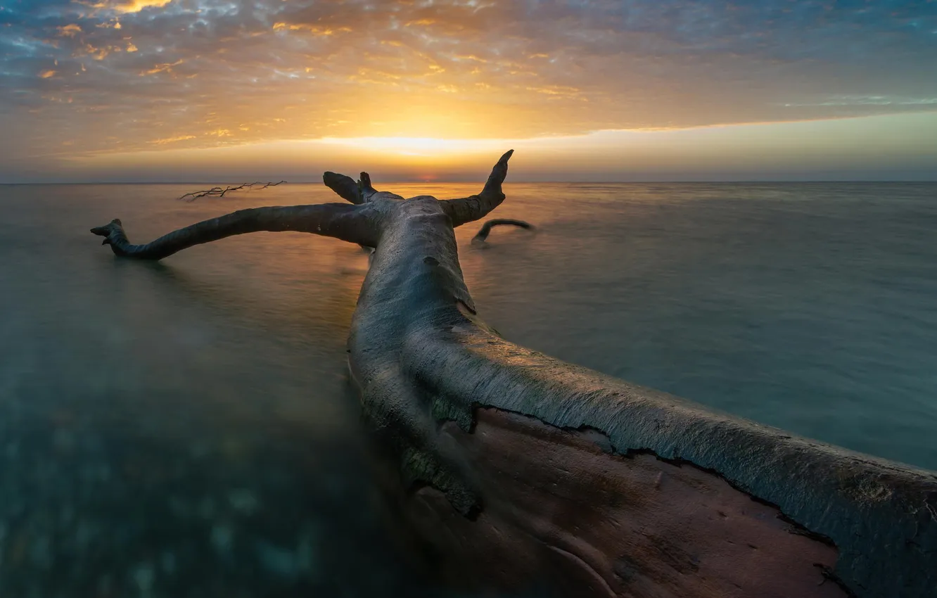 Photo wallpaper trees, nature, lake, dawn