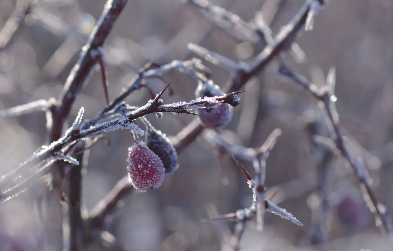 Photo wallpaper macro, berries, branch, spikes, frost